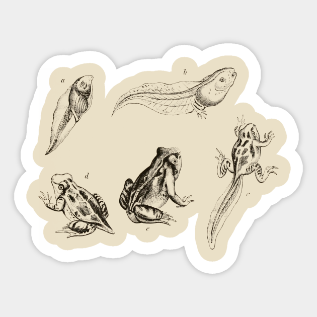 frog life cycle - Frog - Sticker
