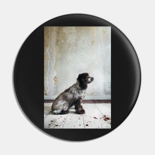 Profile of Cocker Spaniel Sitting in Shabby Apartment Pin