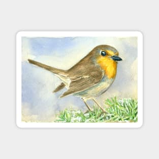 Robin bird on a frosted juniper branch Magnet