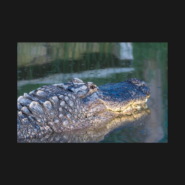 Alligator Headshot by Debra Martz