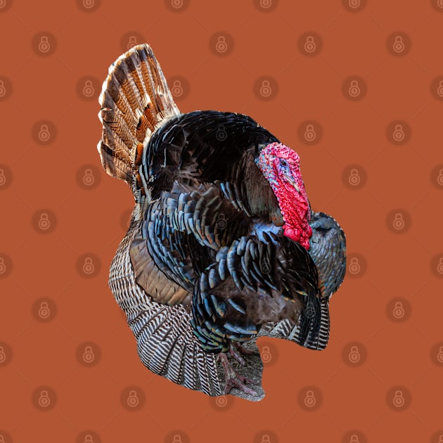 Strutting Turkey by dalyndigaital2@gmail.com