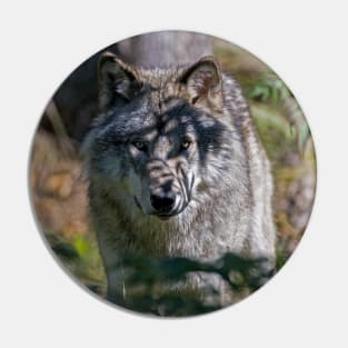 Timber Wolf Pin