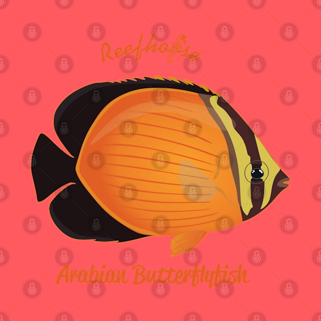 Arabian Butterflyfish by Reefhorse