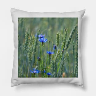 Cornflowers in a wheat field Pillow