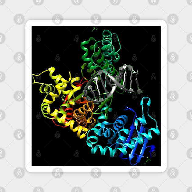 DNA Polymerase Cool Biology Gift (Black Background) Magnet by Harry Lee
