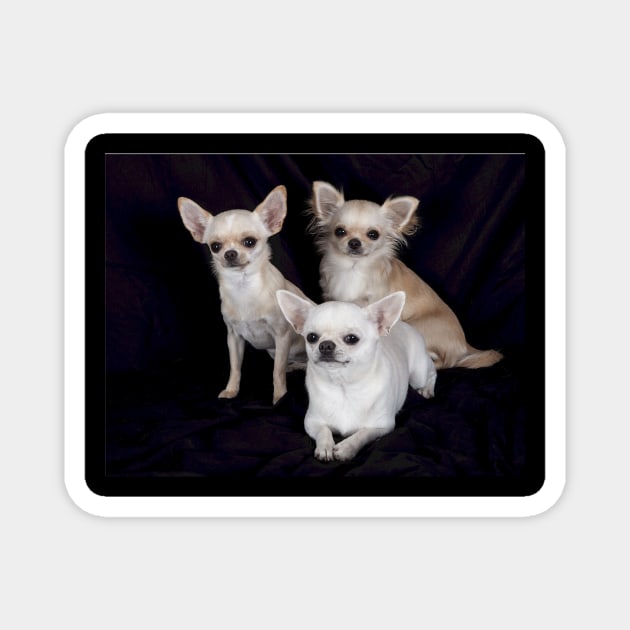 chihuahua group Magnet by Wanderingangel