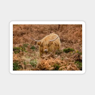 Longhorn on Dartmoor Magnet