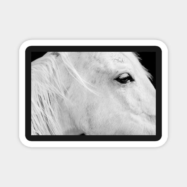 Portrait of White Horse Magnet by LaurieMinor