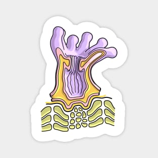 Coral Polyp Anatomy Diagram - Marine Biology Illustration Magnet