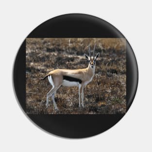 Thomson's Gazelles, Serengeti, Tanzania. Pin