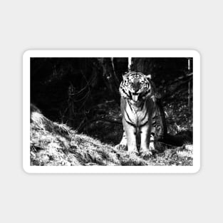 Year of the tiger 2022 /  Swiss Artwork Photography Magnet