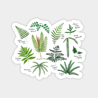 Fresh Adirondack Ferns (Light) Magnet