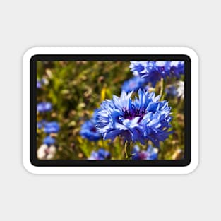 Blue petals Magnet