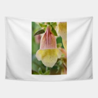 Digitalis  &#39;Polkadot Pippa&#39;  Foxglove Tapestry