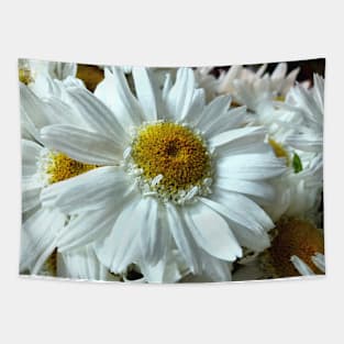 Beautiful white gerbera daisy in focus Tapestry