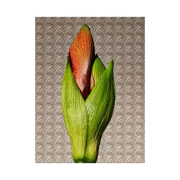 Orangery Red Amaryllis Bud by avrilharris