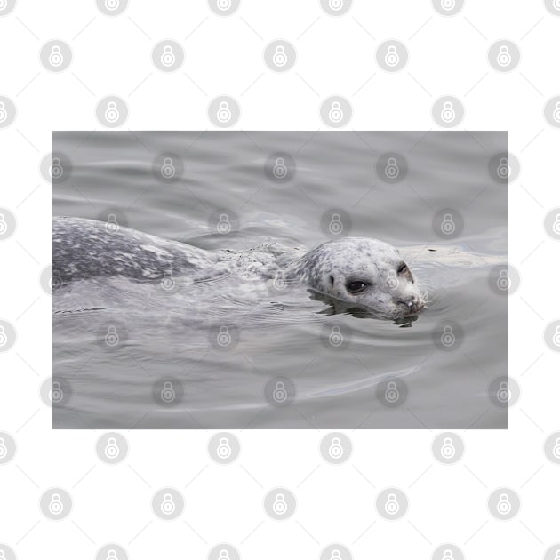 Cheeky Harbor Seal Winks at the Photographer by walkswithnature