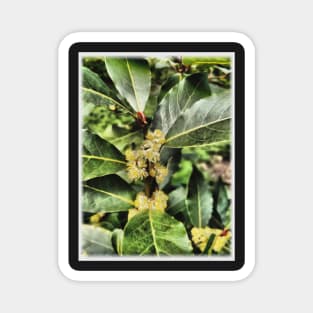 Bay Leaf Tree Blossom Magnet