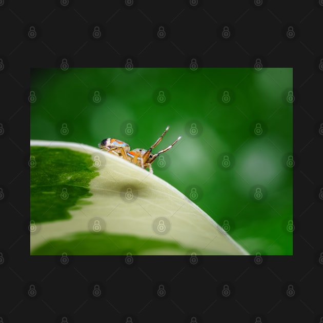 A side view of the gorgeous metallic jumper (Siler semiglaucus) from a Monstera Thai constellation!! It's also know as colorful jumping spider and jade jumping spider by AvonPerception