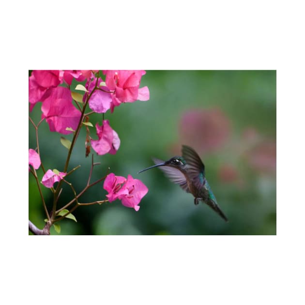 Magnificent Hummingbird Female Feeding At Flower by RhysDawson