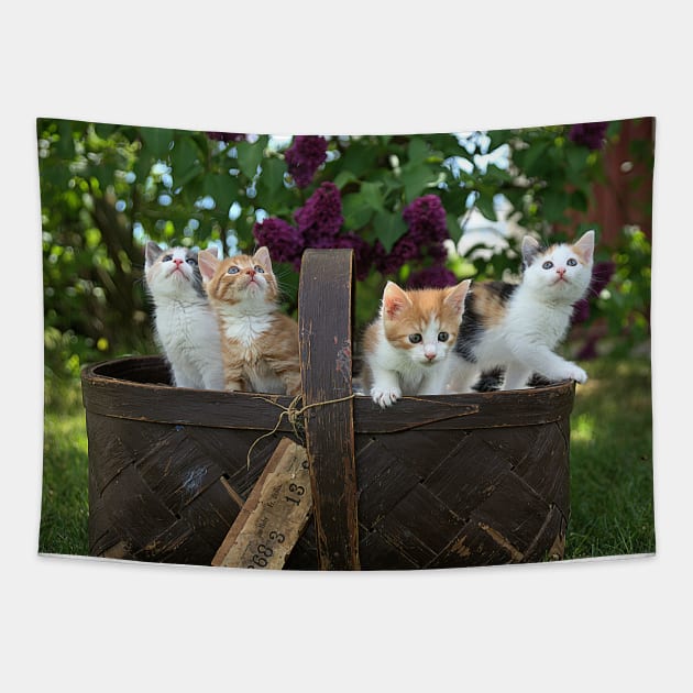 Cute Cats in Basket Tapestry by Islanr