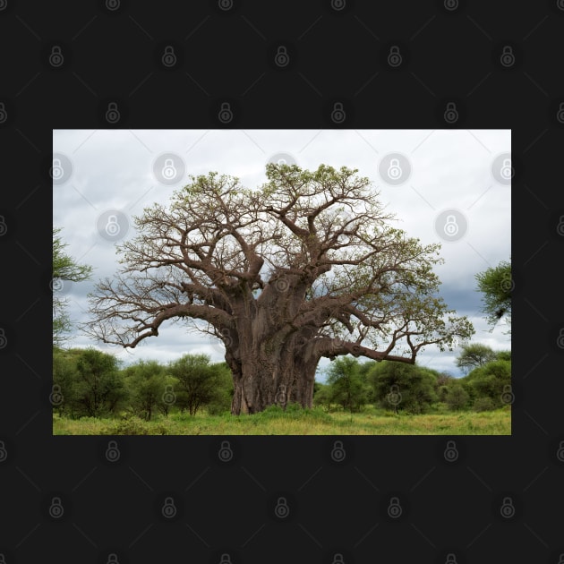 Baobab Tree by yairkarelic