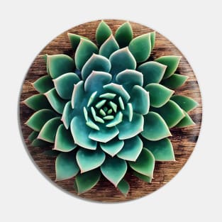 Succulent plant Pin