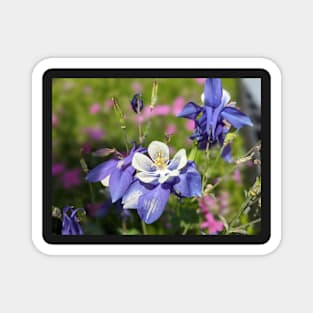 Rocky Mountain Columbine in Meadow Magnet