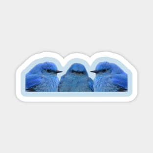 Bluebird Trio Magnet