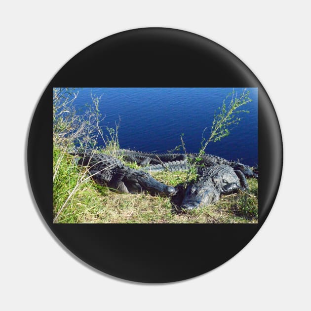 A walk on the wild side with Alligators at Paynes Prairie Pin by tziggles