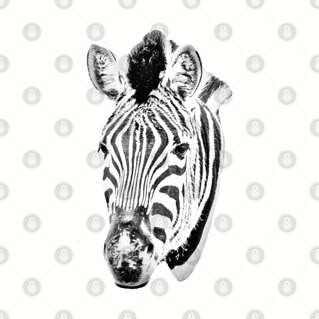 Drawing conversion of a Zebra by dalyndigaital2@gmail.com