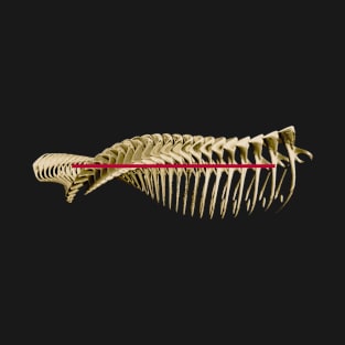 Vertebral column T-Shirt