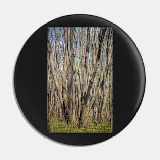 Hornbeam forest Pin