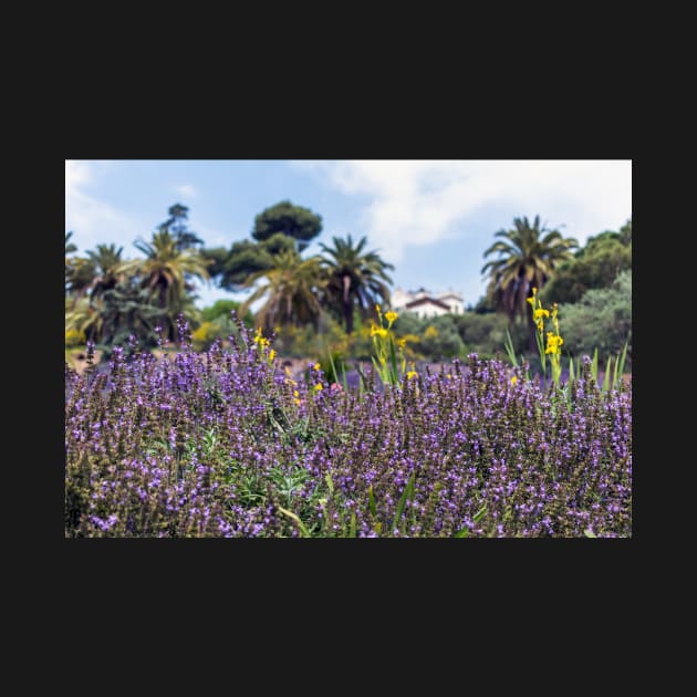 Lush purple sage flowers with palms in the background by lena-maximova