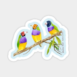 Gouldian finch bird citrus green Magnet