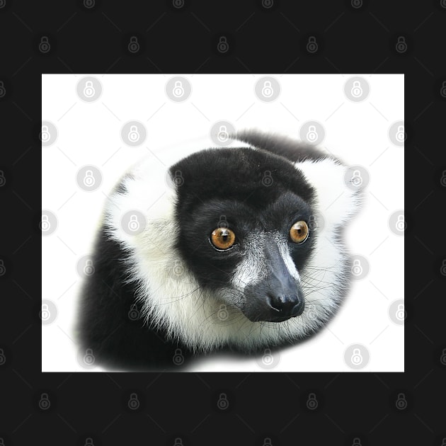 Lemur by flashcompact