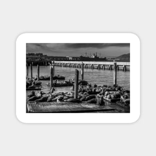 Sea Lions At Pier 39 San Francisco Magnet