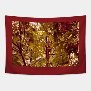 Apricot Tree in Fall Tapestry