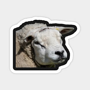 Very Pretty Sheep Magnet