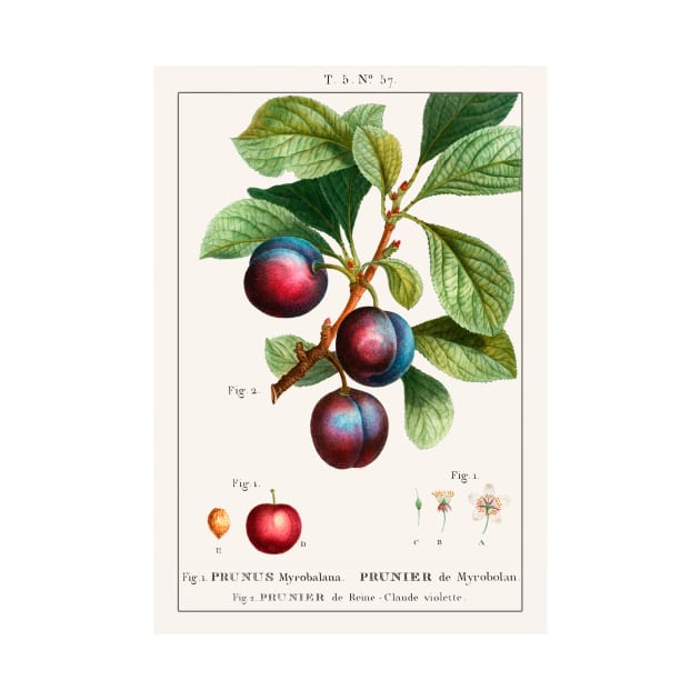 Myrobalan Plum by WAITE-SMITH VINTAGE ART