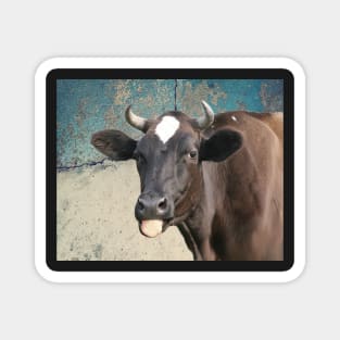 Cow Print Funny Cows Tongue Distressed Farm Gift for Cow Lovers Magnet