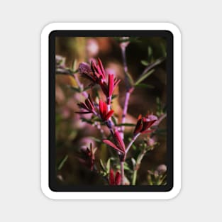 hare's foot trefoil, red leaves Magnet