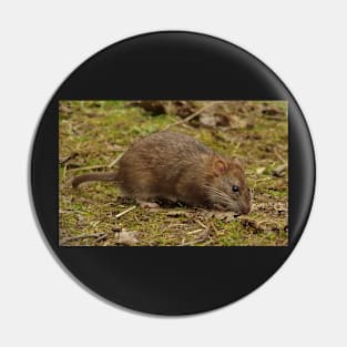 wild rat Pin