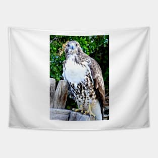 Red Tailed Hawk Tapestry