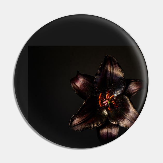 Black lily on black Pin by blossomcophoto