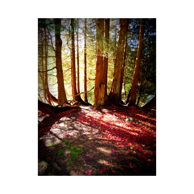 Forest Beams, Stourhead Landscape Gardens, UK by JonDelorme