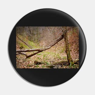 Fallen trees in a forest on springtime Pin