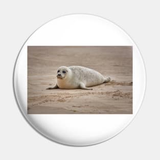 White common seal (Phoca vitulina) pup Pin