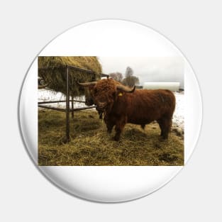 Scottish Highland Cattle Bull 2163 Pin