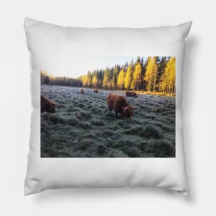 Scottish Highland Cattle Cows 1829 Pillow